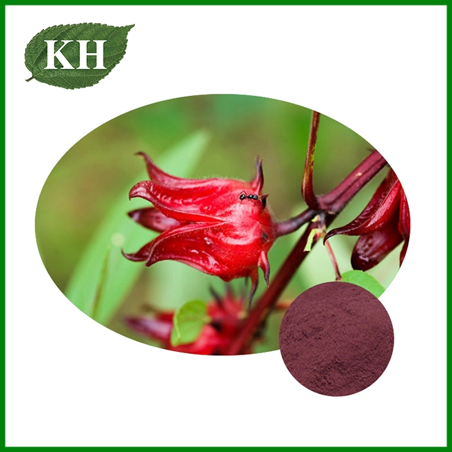 Hibiscus Flower Extract Powder Hibiscus Flower Extract Powder